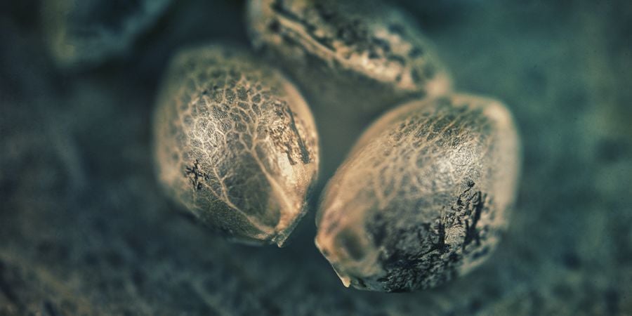 SATIVA, INDICA, HÍBRIDA: COMO QUERES QUE A TUA ERVA TE FAÇA SENTIR?