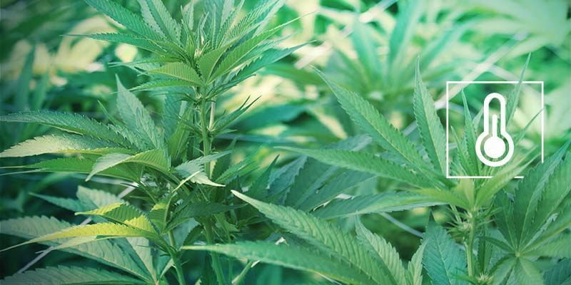Popcorn Buds: Stress térmico e humidade
