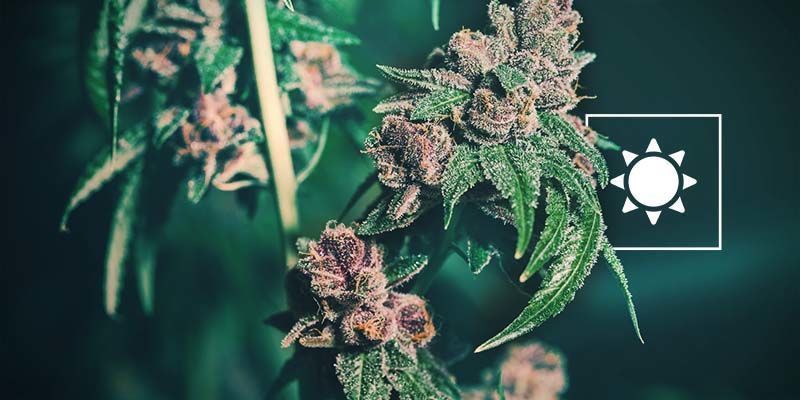 Popcorn Buds: Má Exposição à Luz
