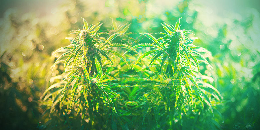 COMO ESCOLHER A VARIEDADE CERTA DE CANNÁBIS NA ALEMANHA