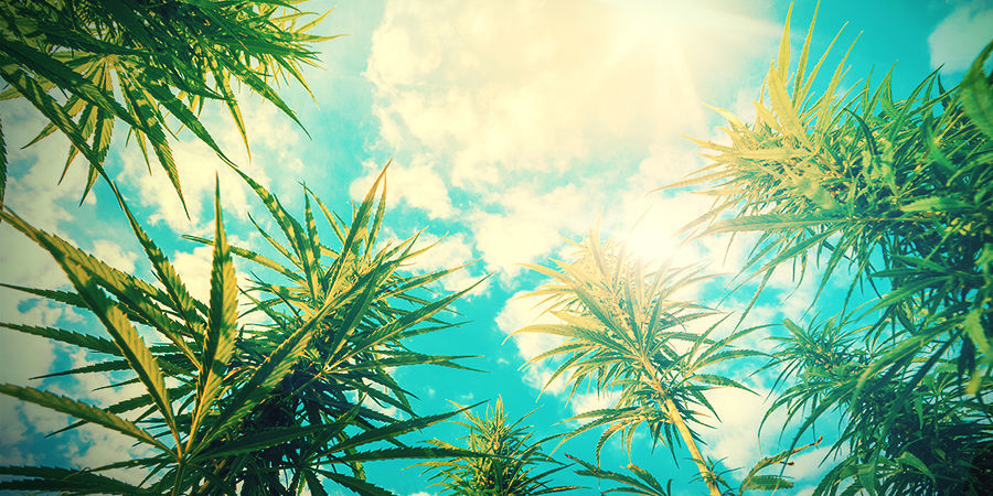 CULTIVO DE CANNABIS - MAXIMIZE A EXPOSIÇÃO SOLAR