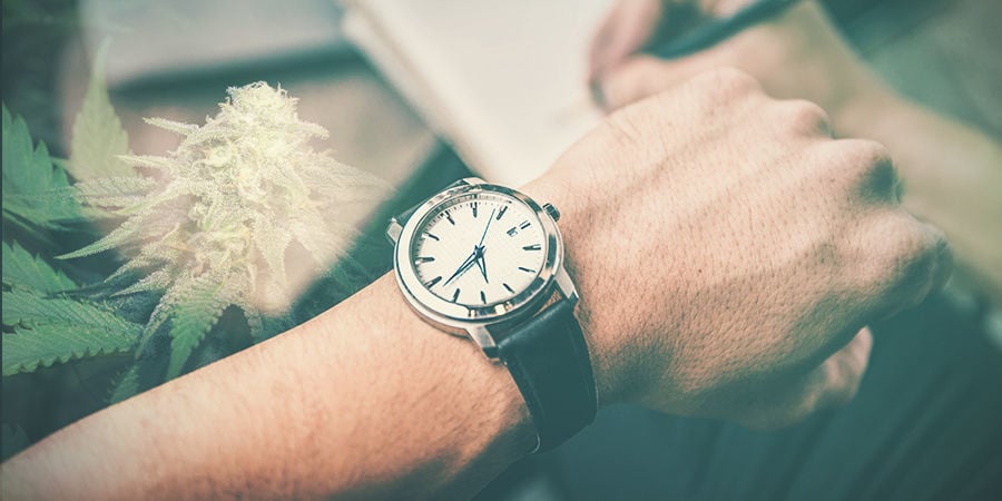 CULTIVO DE CANNABIS - TIMING PARA EVITAR PROBLEMAS