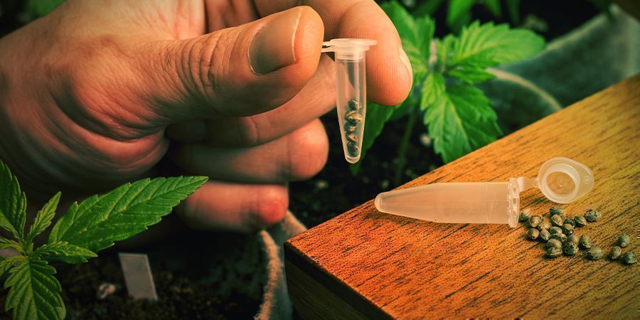 COMO CULTIVAR BLUE WIDOW