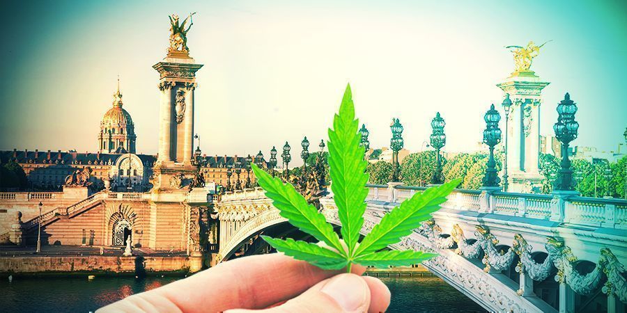Como escolher as melhores variedades de cannabis em França