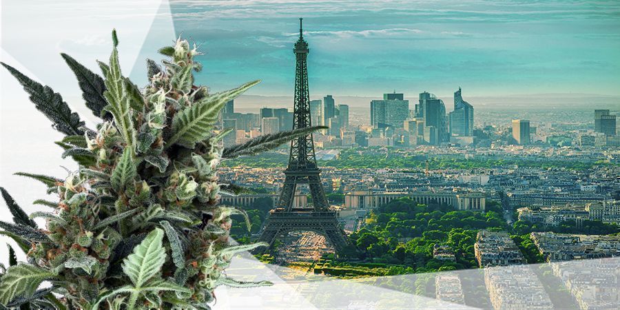AS MELHORES SEMENTES DE CANNABIS PARA A ZONA INTERMÉDIA