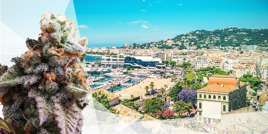 MELHORES VARIEDADES DE CANNABIS PARA O MEDITERRÂNEO