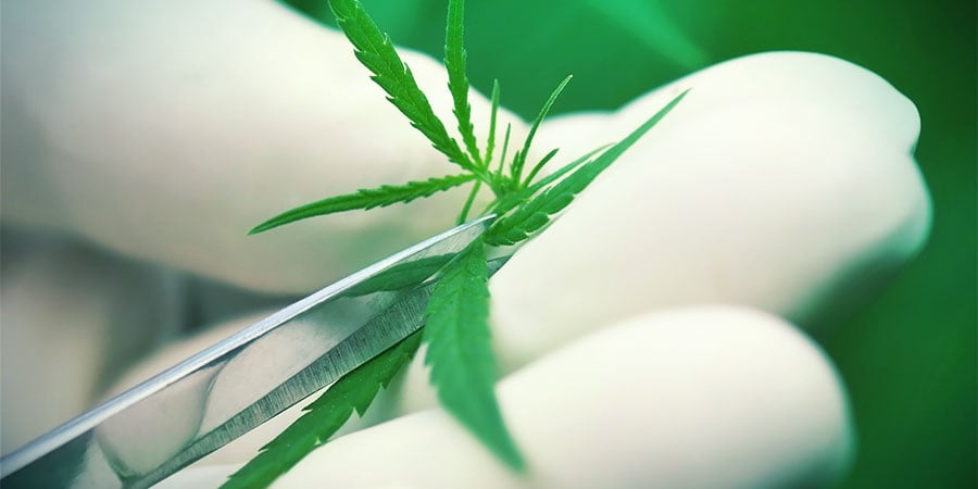 Diferença entre Haze e Kush