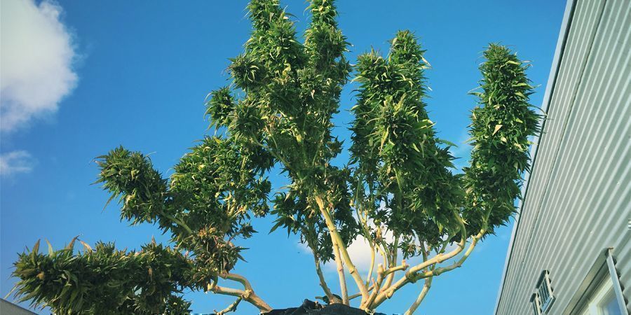 Melhores variedades de CBD para cultivo exterior