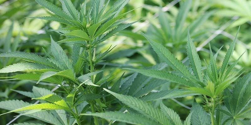 Melhores variedades ricas em CBD para cultivadores iniciantes