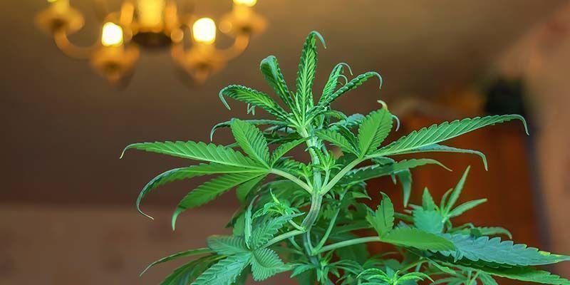 Melhores variedades de CBD para cultivo interior