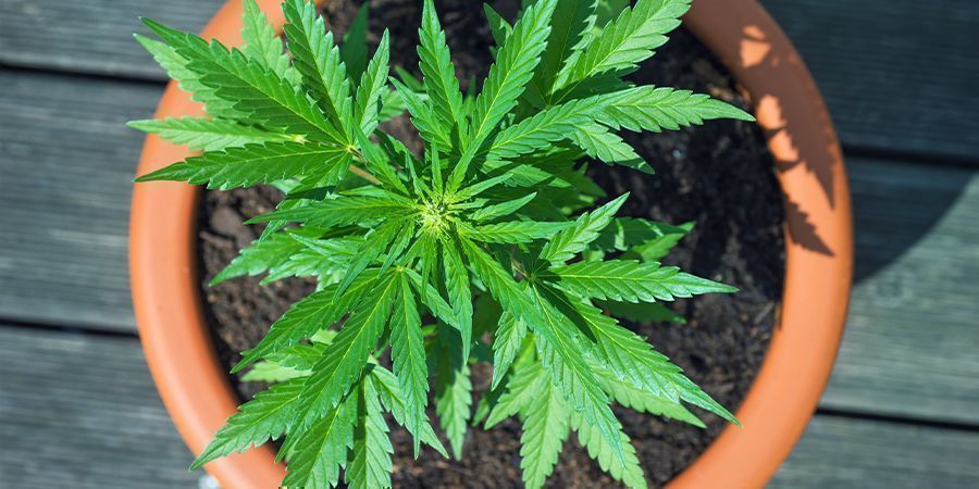 Comece já a cultivar genéticas de canábis CBD!