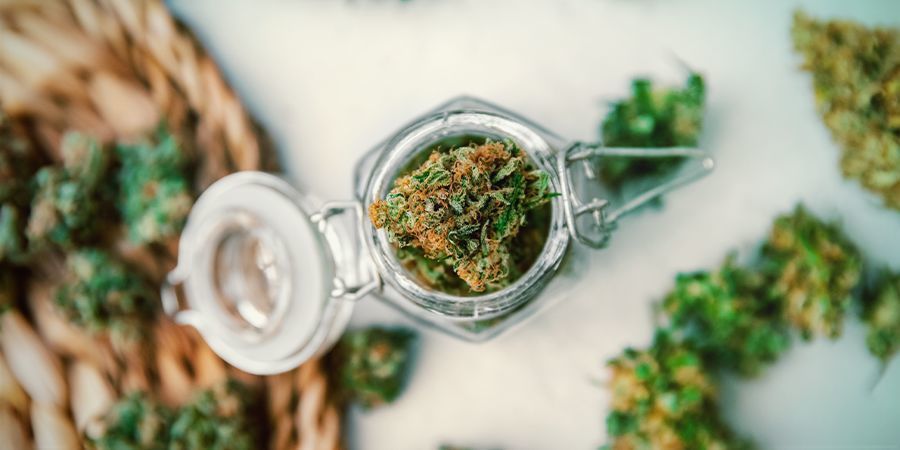 Benefícios de cultivar variedades ricas em CBD: nunca ficará sem flores ricas em CBD