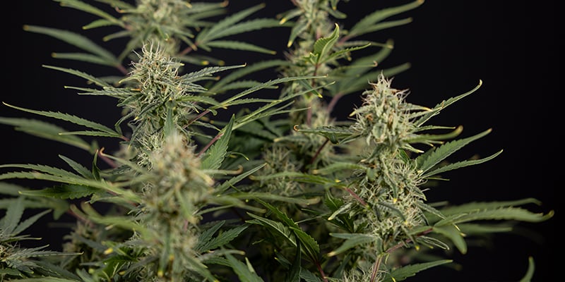 CBD Auto 20:1 feminizada CBD Auto 20:1 feminizada