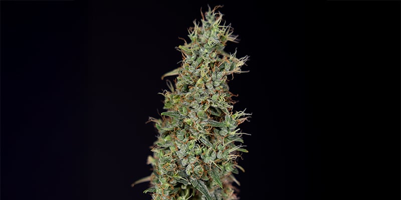 Kush'N'Cookies CBD feminizada Kush'N'Cookies CBD feminizada
