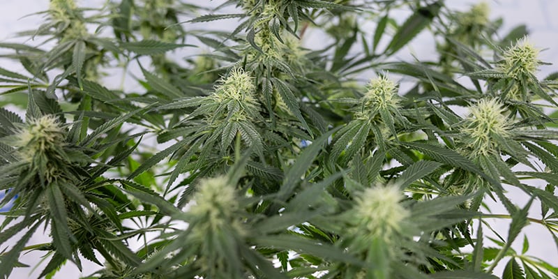 CBD Fix Autoflower Feminizada CBD Fix Autoflower Feminizada