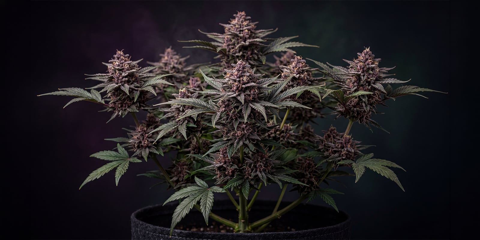 CBD Auto Blackberry Kush feminizada CBD Auto Blackberry Kush feminizada