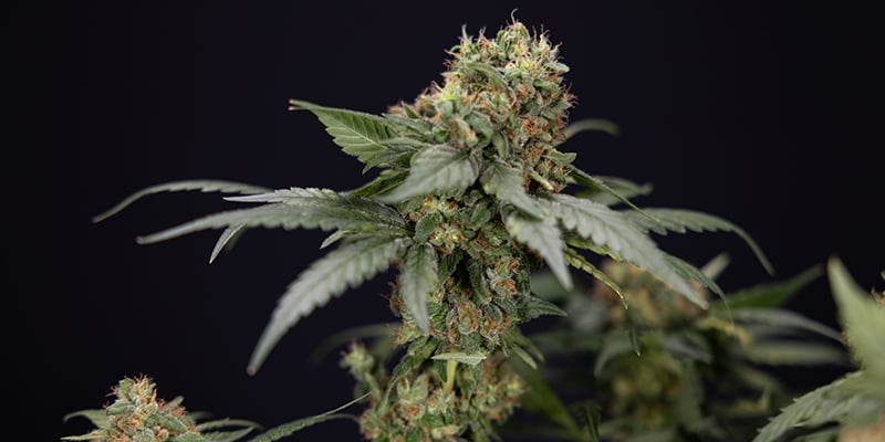 Como escolher a strain de CBD certa para o teu setup Como escolher a strain de CBD certa para o teu setup