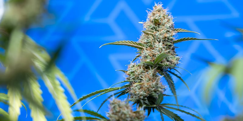 Encontra a strain de CBD perfeita para ti Encontra a strain de CBD perfeita para ti