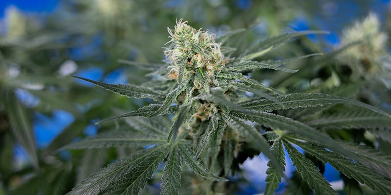 O que faz de uma strain de CBD uma boa opção para cultivo em casa? O que faz de uma strain de CBD uma boa opção para cultivo em casa?