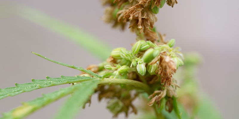 Aplicações avançadas para cultivadores experientes
