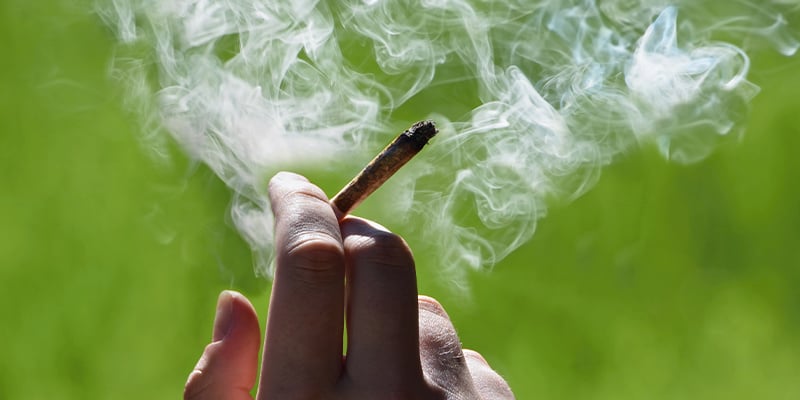 Pode fumar plantas masculinas de canábis?