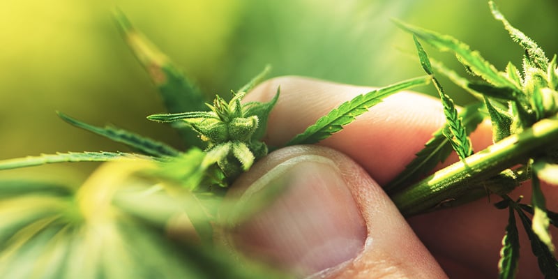 Como identificar uma planta de canábis macho