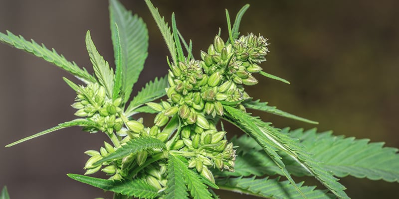 Benefícios das plantas masculinas de canábis: Perguntas frequentes