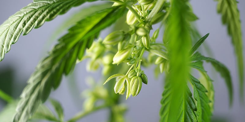 Utilizações práticas para plantas de canábis macho