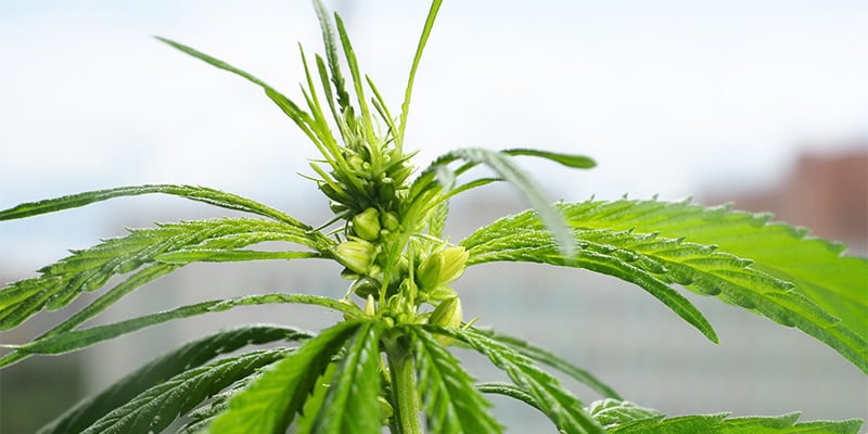 O que NÃO fazer com plantas macho