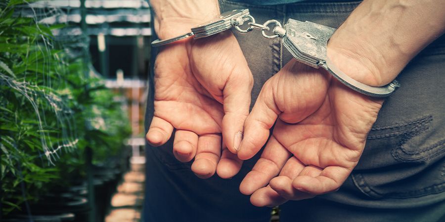 Fim das detenções por posse e cultivo caseiro de canábis no Uruguai