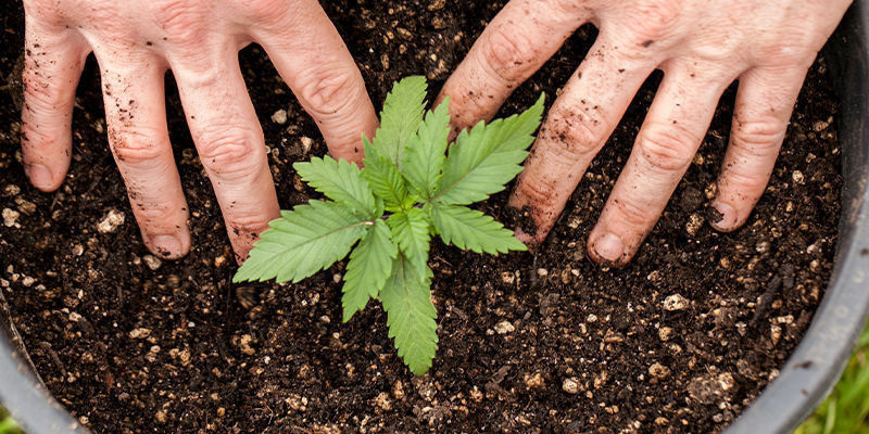 Cultiva variedades autoflorescentes de canábis excecionais hoje!