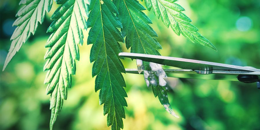Dicas para cultivar canábis em Espanha