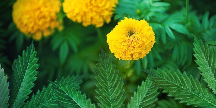 Características ideais de variedades para cultivo de guerrilha