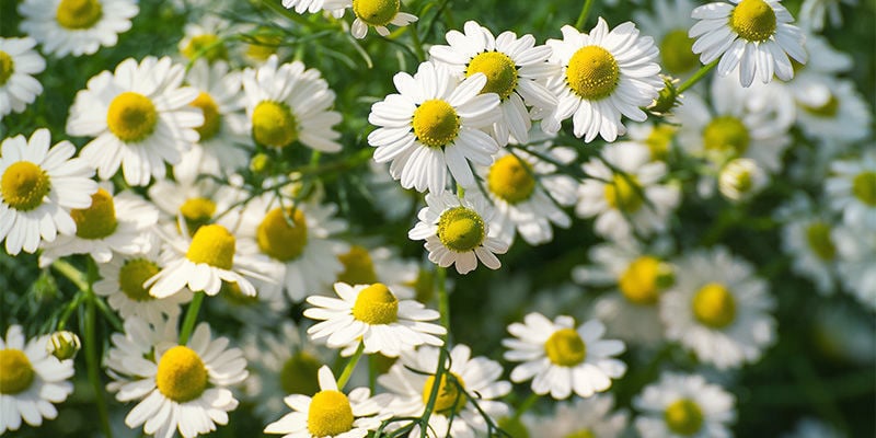 Camomila (Matricaria recutita)