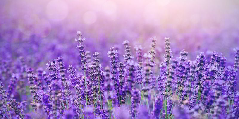 Mistura de cannabis com lavanda e hortelã