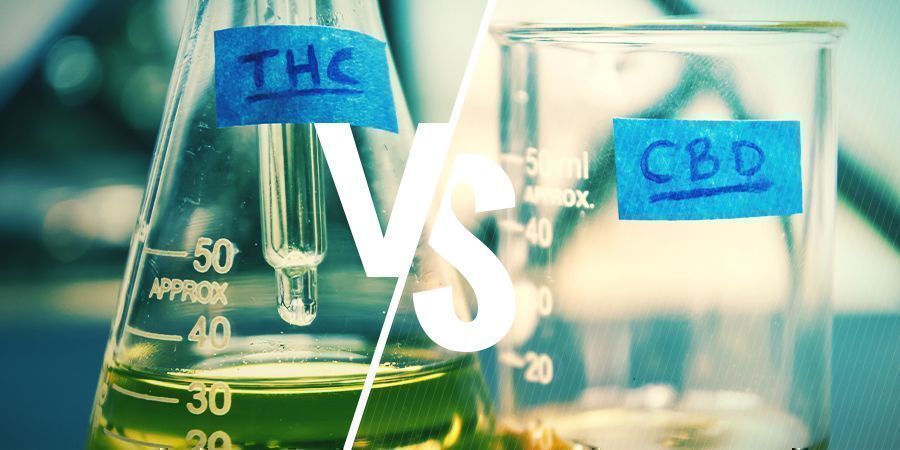 THC e CBD: qual a diferença?