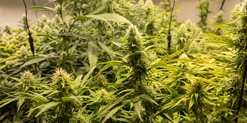 Critical Jack Herer (Delicious Seeds) Critical Jack Herer (Delicious Seeds)