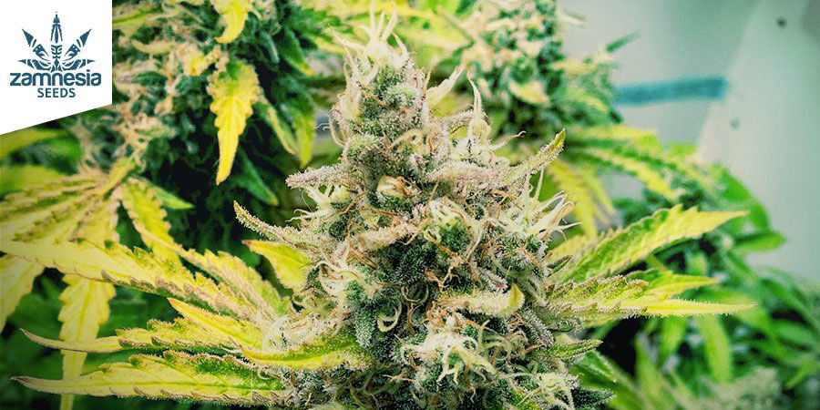 Escolher as melhores variedades de cannabis para fazer charas