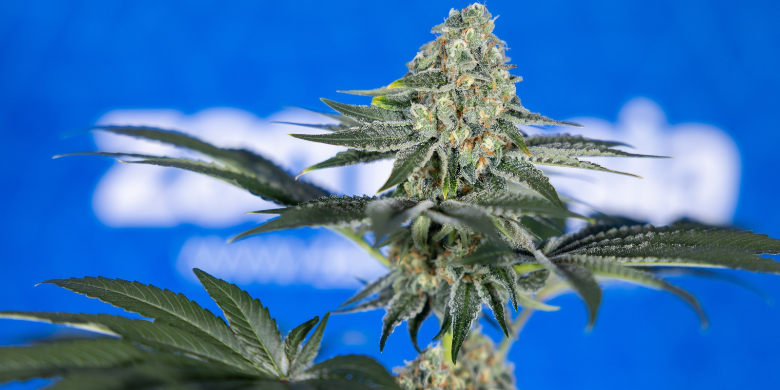 Dicas de cultivo para principiantes na tua primeira colheita Dicas de cultivo para principiantes na tua primeira colheita