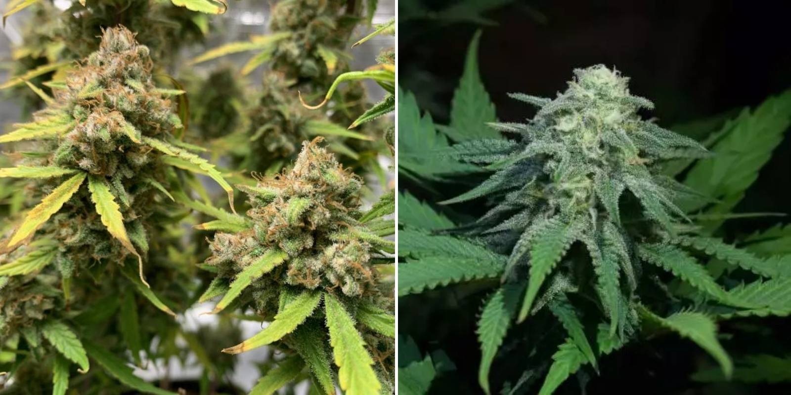 Green Poison Auto (Sweet Seeds) Green Poison Auto (Sweet Seeds)