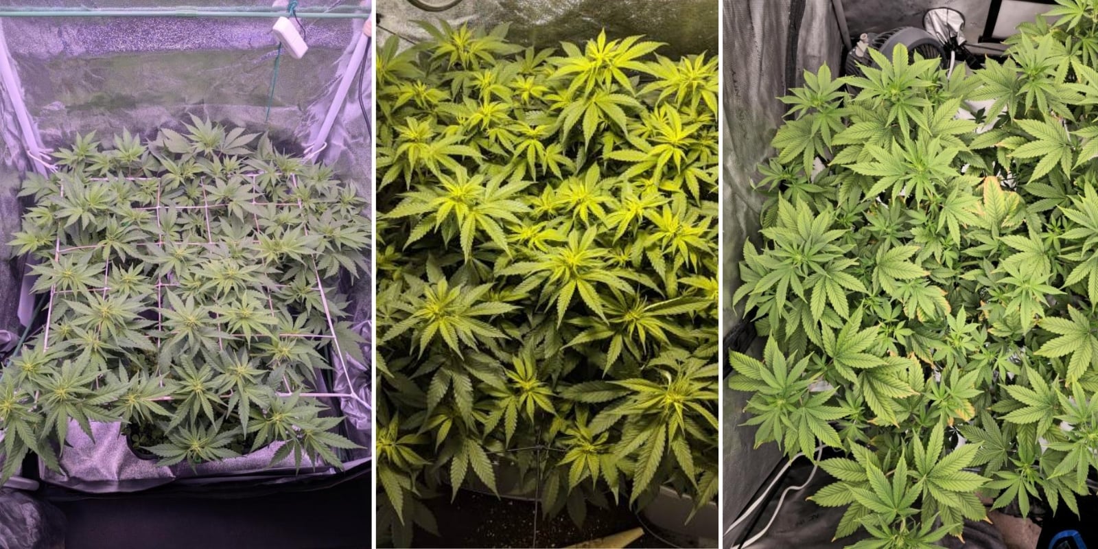 Indica, sativa e híbridos: existe diferença na dificuldade de cultivo? Indica, sativa e híbridos: existe diferença na dificuldade de cultivo?