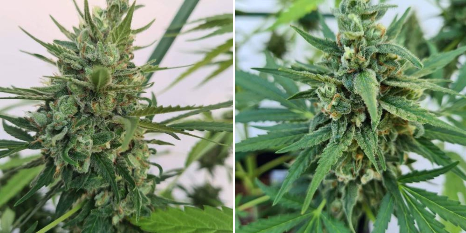 Northern Ligjts Automatic (Zamnesia Seeds) Northern Ligjts Automatic (Zamnesia Seeds)