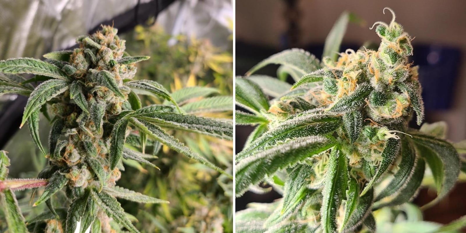 Special Kush 1 (Royal Queen Seeds) Special Kush 1 (Royal Queen Seeds)