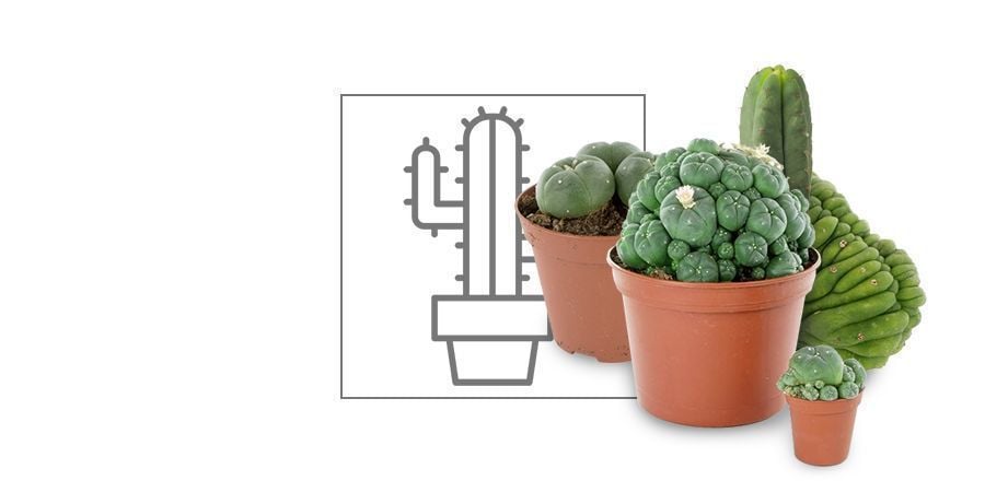 Cactos de Mescalina