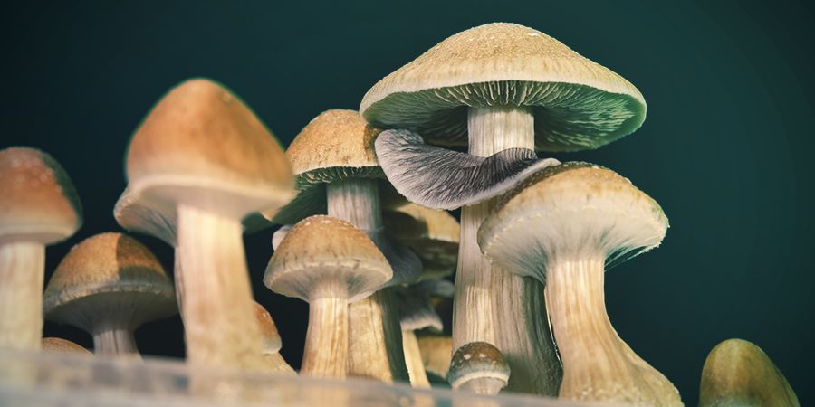 Quão segura é a psilocibina?