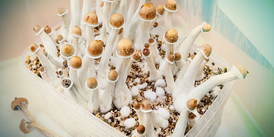 Os Benefícios dos Cogumelos