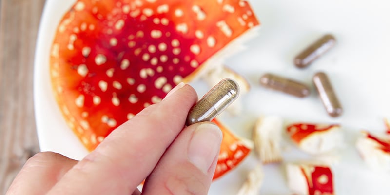 Cogumelo fly agaric (Amanita muscaria)