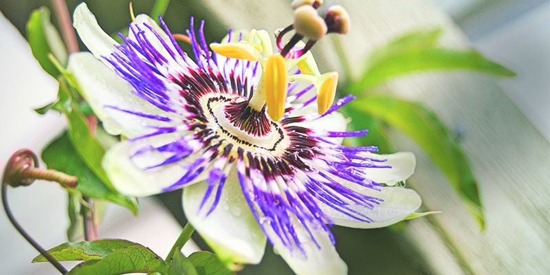 Passiflora