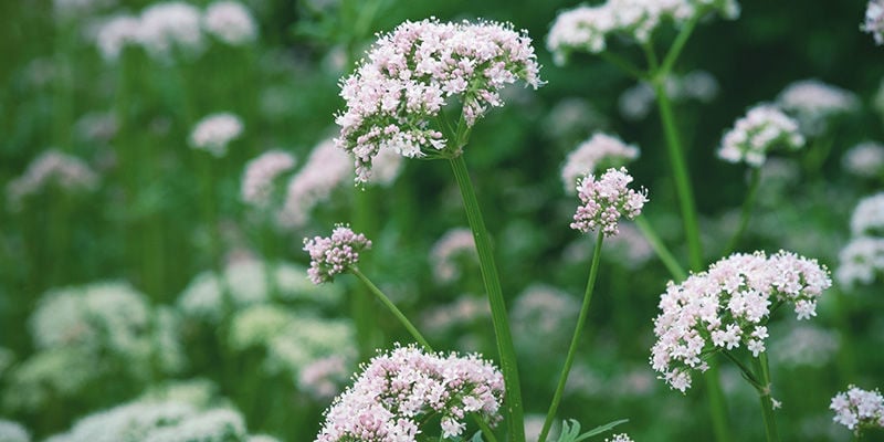 Valeriana