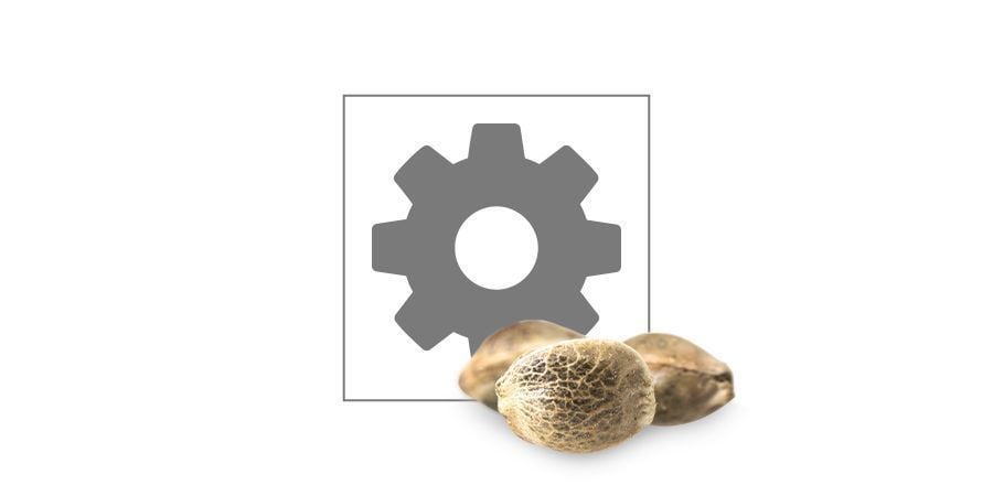 Autoflorescente